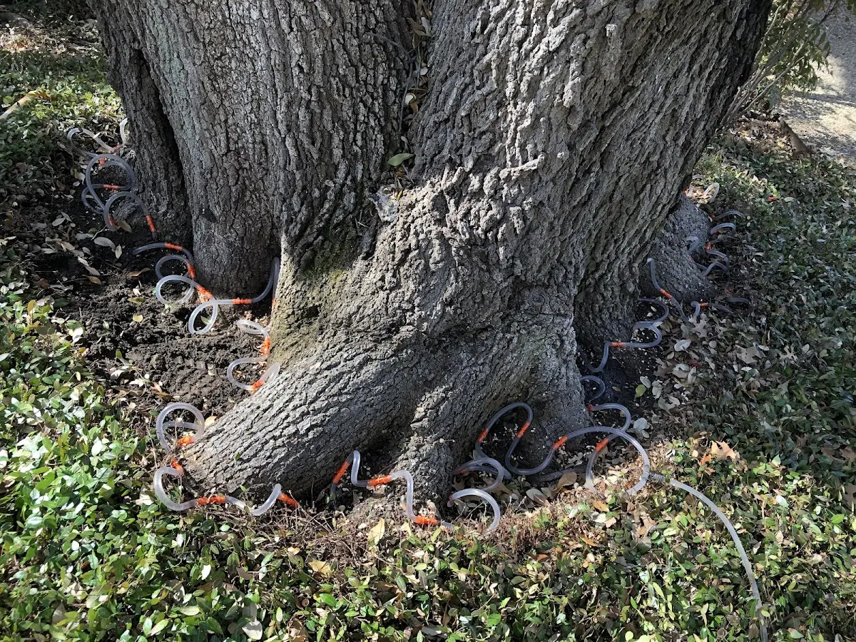 Detailed Tree Cabling and Bracing job site in Cumberland